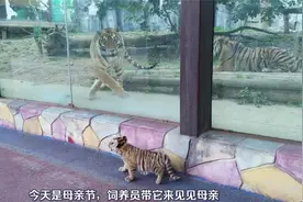 母亲节小老虎与虎妈相认，画面又萌又温馨视频封面