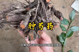 芍药养不好？选苗和栽种都很关键，按步骤做好，就能年年开花视频封面