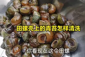 田螺壳上的青苔怎样清洗既快速又干净