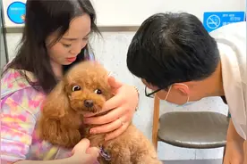 狗狗有多怕打针？还没到医院就发抖，看到医生就翻白眼！