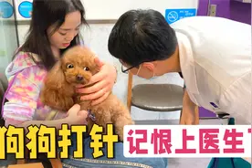 狗狗有多怕打针？还没到医院就发抖，看到医生就翻白眼！视频封面