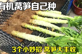 阳台种莴笋，其实很简单，分享一个小诀窍，莴笋长得又大又粗视频封面