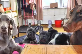 魏玛犬半夜“撩闲”，边牧很生气套路魏玛犬，法斗趁机报复视频封面