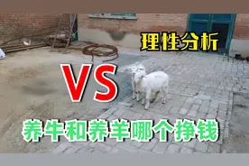 养牛和养羊比较哪个更挣钱？30年养殖经验大叔这样说，有道理视频封面