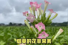 种植烟草真是个辛苦活，烟草的花也是非常美