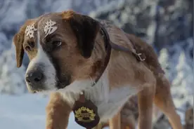 哈弗新车叫“大狗”，什么品种？视频封面