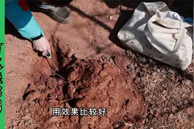 果树施用尿素，这些弊端要注意！视频封面