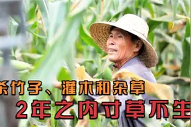 专杀竹子、灌木和杂草，2年之内寸草不生，这个除草剂果然霸道！视频封面