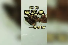 顶级川菜？？玉芝兰视频封面