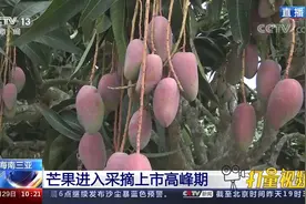 又是一年收获季！海南三亚：芒果进入采摘上市高峰期视频封面