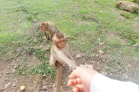 猴子真的有灵性？猴子在这个地方被当做神圣动物，会和路人握手