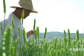 野生的百里香炝浆水，人工无法合成的味道，甘肃老家的手擀浆水面视频封面