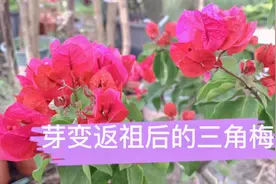 三角梅新品种除了种子演变出来，还有就是芽变，我这里就发现一棵