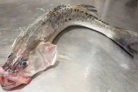 舟山大厨教你做“海鲈鱼”详细教程，做法简单。喜欢就收藏了