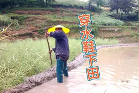 花20多元网购一双水鞋，整田插秧穿着舒适，再也不会伤脚打粪毒了视频封面