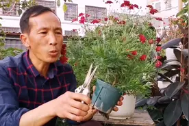 玛格丽特这样养，生长健壮侧枝多，想不爆盆都难