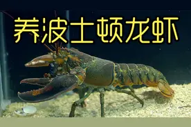 沉浸式养波士顿龙虾 自制冷水机 作为宠物记录过程 解压又有趣视频封面