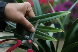 记住一点，治疗兰花叶片焦尖不用剪，也能快速恢复健壮-翠绿视频封面