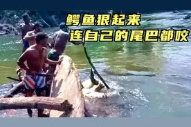 陆地上的王者鳄鱼，狠起来连自己的尾巴都咬，小伙伴怎么也撬不开视频封面