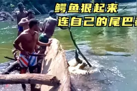 陆地上的王者鳄鱼，狠起来连自己的尾巴都咬，小伙伴怎么也撬不开视频封面