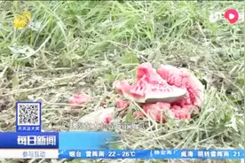 济宁金乡遭遇冰雹，鸡鸭鹅狗被砸死，农田直接绝产，村民痛心不已视频封面