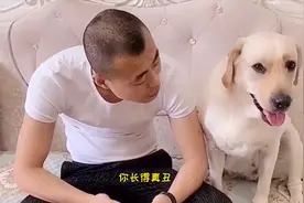 主人当面说狗狗长得丑，拉布拉多立马不高兴了，一言不合就开打。视频封面