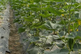 瓜果类蔬菜霜霉病就用它，一喷就见效，5分钟就能恢复生长视频封面