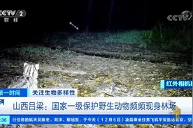 关注生物多样性！山西吕梁：国家一级保护野生动物频频现身林场视频封面