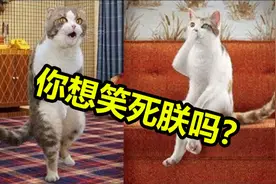 搞笑动物合集，猫猫狗狗如何逗翻主人