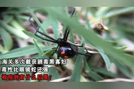 海关多次截获“黑寡妇”，毒性比眼镜蛇还强，被咬到有什么后果？视频封面