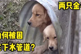 两只金毛相依为命。为何被困下水管道，善良阿姨每天爬墙照顾视频封面