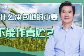 “割青麦”要严查？郑风田：承包地的小麦也不能作青贮视频封面