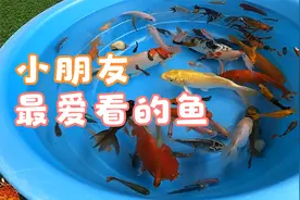 小朋友最爱看的蜗牛鲤鱼鱼金鱼神仙鱼孔雀鱼孔雀鱼鲶鱼动物视频视频封面