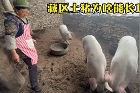 藏区农村怎样喂猪的，土猪为啥能长1米6体重400斤，平时都喂了啥