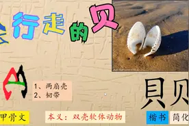 31、贝，会行走的贝，趣味识字汉字演变，甲骨文，笔画描色,字理视频封面