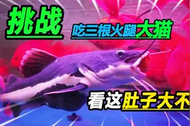 能吃掉三根火腿的招财猫，肚子撑到这个程度，比生气的河豚都要大