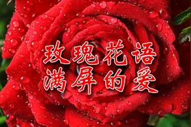 玫瑰花不同颜色和不同数量的花语满满一屏幕的爱视频封面
