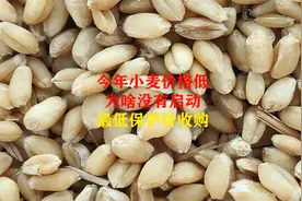 今年小麦收购价格低，为啥没有启动保护价收购视频封面