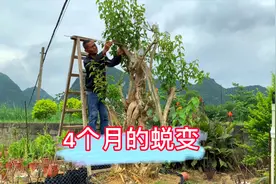 经过120天粗放养护，这棵三角梅老桩终于长得有点模样了视频封面