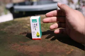 养花长了飞虫怎么办？园艺师教你，用小黑飞专用，把飞虫一网打尽视频封面