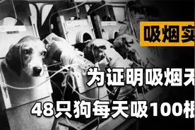 吸烟真的有害健康吗？英国公司让48只实验犬，每天吸100支烟视频封面