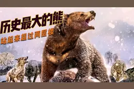 它是历史最大的巨熊，站起来5M高，现存北极熊在它面前都是弟弟！