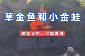 外出野采损失惨重，养了两年的草金鱼和小金蛙都全军覆没，全死了