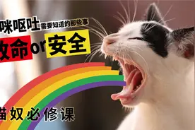 猫咪呕吐都有哪些原因造成？怎么预防和治疗？视频封面