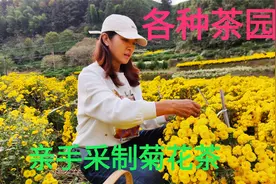 美丽安徽皖南，休宁县蓝田镇，体验茶乡生活视频封面