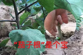 “茄子根”是个宝，农民拿它煮水泡脚，又喝茶，赶紧看下有啥用！
