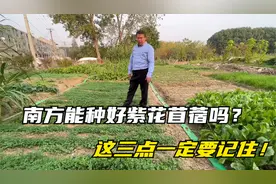 南方能种好紫花苜蓿吗？播种时间和播种技术，这3点一定要掌握~