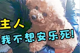 14岁泰迪年老多病，主人不愿受折磨打算安乐死，注射前还是不忍心视频封面