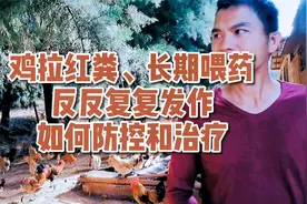 鸡拉红粪，长期喂球虫药反反复复发作，如何防治视频封面