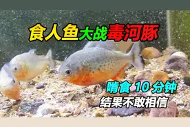 一群食人鱼猛攻一只小河豚，围攻十分钟后，结局让人有点不敢确定视频封面